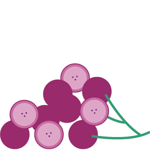 blog-inline-grapes-left